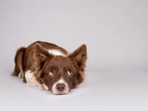 What dogs are always lying to you?