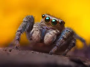 What event do spiders love to attend?
