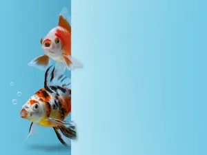 What fish is a big hit at children's birthday parties?