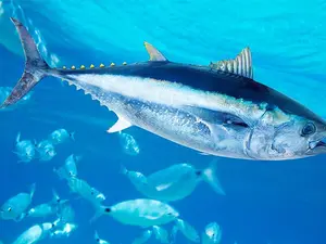 What fish loves to play in a band?