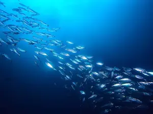 What fish only swims at night?