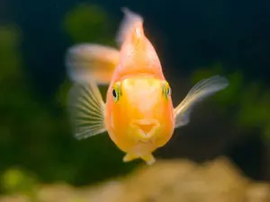 What fish sings the best?