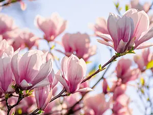 What flowers rarely depreciate in value?