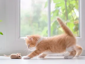 What game did the cat like to play with the mouse?