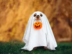 What game do baby ghosts love to play?