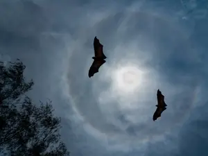 What game do bats excel at?