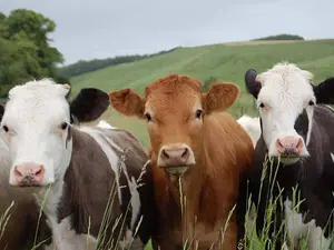 What game do cows play at parties?