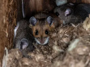 What game do mice love to play?