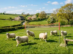 What game do sheep love playing outside?
