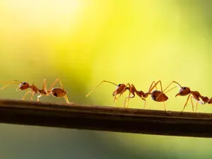 What games do ants play with elephants?