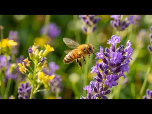 What haircut do bees love?