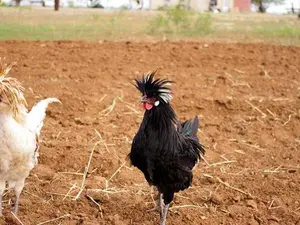 What happened to the chicken whose feathers were all pointing the wrong way?