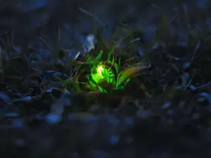 What happened to the glow worm who was squashed?
