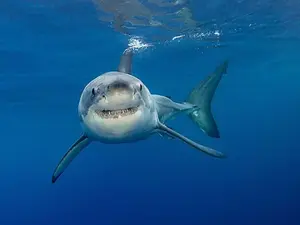 What happened to the shark who swallowed a bunch of keys?