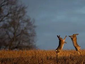 What happened when 500 hares got loose on Main Street?