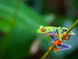 What happened when the frog joined the cricket team?
