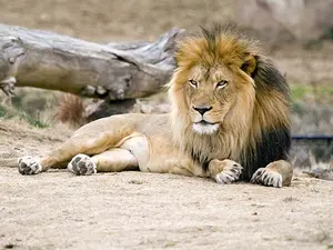 What happened when the lion ate the comedian?