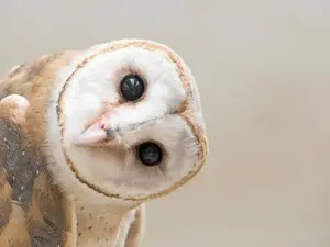 What happened when the owl lost his voice?