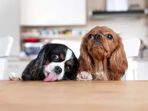 What happens to a dog that keeps eating bits off of the table?