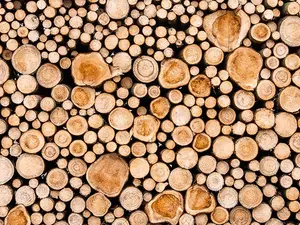 What happens to you when you lift a lot of logs?