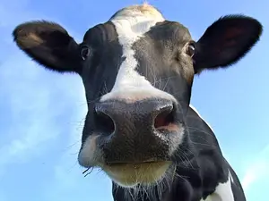 What happens when a cow doesn't shave?