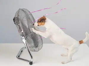 What happens when a dog catches a nice breeze?
