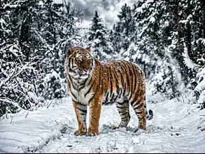 What happens when a tiger meets a snowstorm?