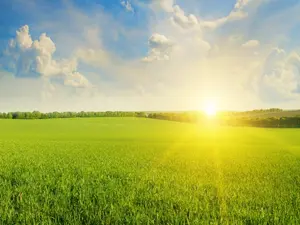 What happens when grass goes out of town?