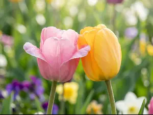 What happens when two flowers kiss?