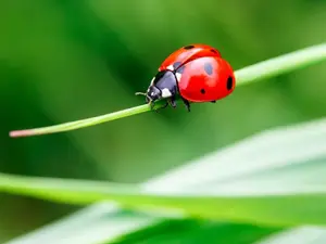 What insect runs away from everything?