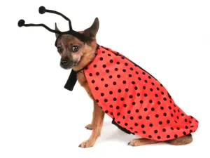 What insect thinks it's a dog?