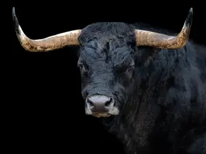 What instrument does a bull from Paris play?