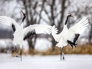 What is a bird's favorite ballet?