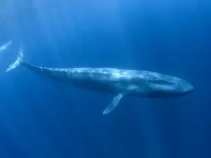 What is a blue whale's favorite James Bond™ film?