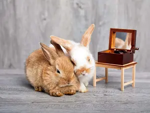 What is a bunny's favorite dance?