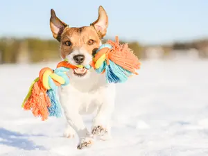 What is a canine's favorite toy to play with in the snow?