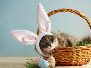 What is a cat's favorite candy on Easter?