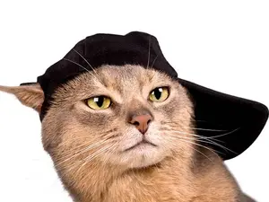 What is a cat's favorite part of baseball?