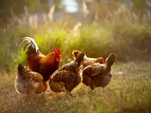 What is a chicken's favorite vegetable?