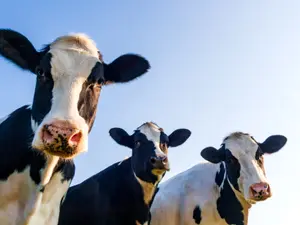 What is a cow's dream job?