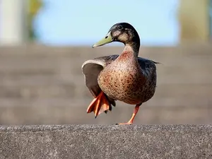 What is a duck's favorite dance?