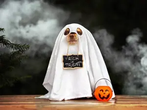 What is a ghost's favorite bedtime story?