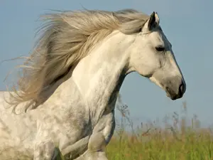 What is a horse's favorite hairdo?