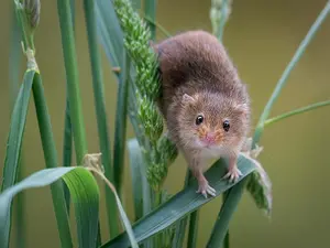 What is a mouse's favorite game?