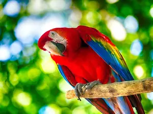 What is a parrot's favorite game?
