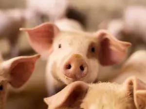 What is a pig's favorite ballet?