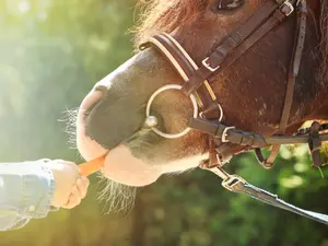 What is a pony's favorite condiment?