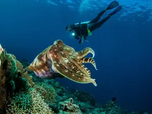What is a sea monster's favorite meal?