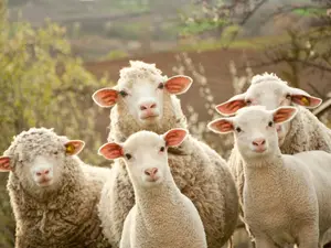 What is a sheep's favorite game?