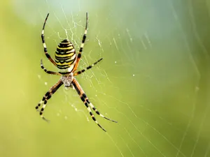 What is a spider's favorite book?